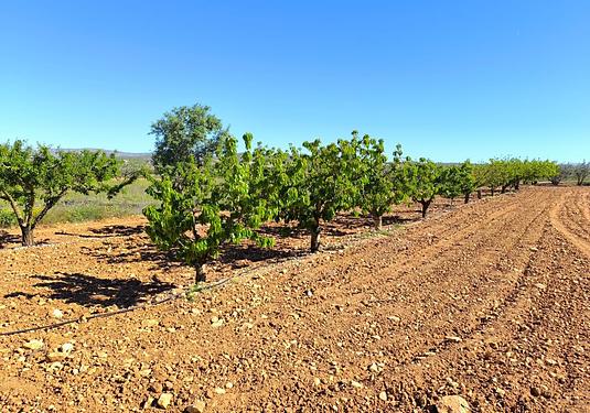 Country house in Yecla