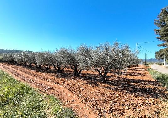Country house in Yecla