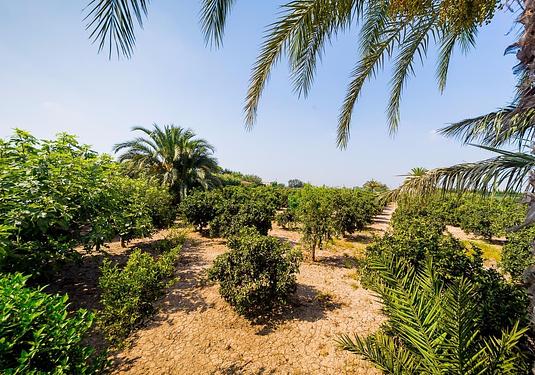 Country house in Almoradi