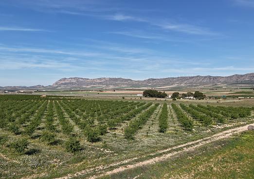 Land in Yecla