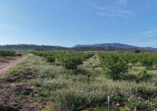 Land in Yecla
