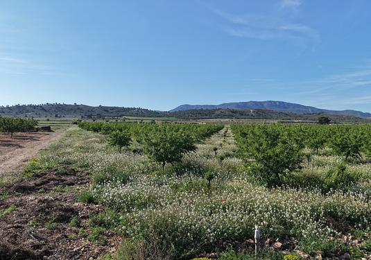 Land in Yecla