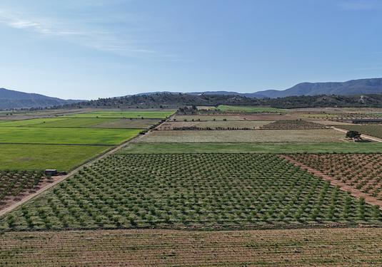 Land in Yecla