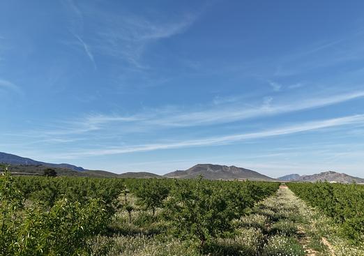 Land in Yecla