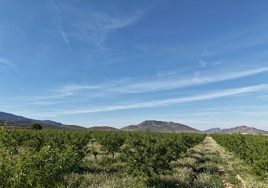 Land in Yecla