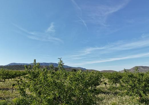Land in Yecla