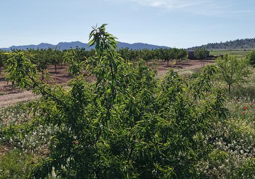 Land in Yecla