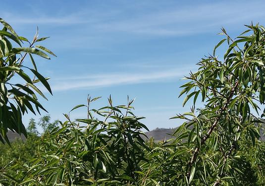 Land in Yecla