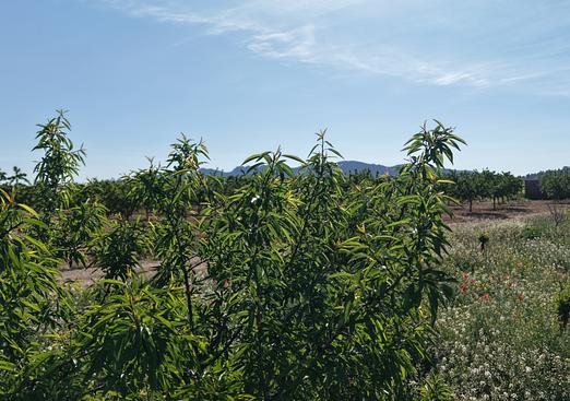 Land in Yecla