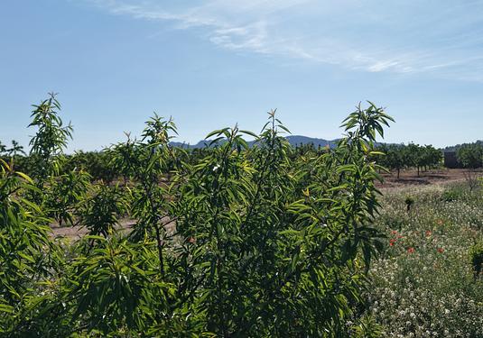 Land in Yecla