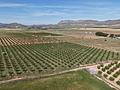 Land in Yecla