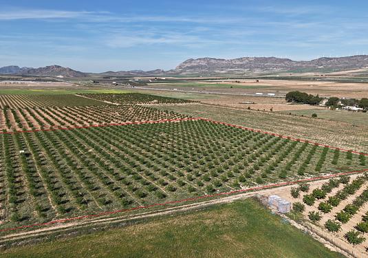 Land in Yecla