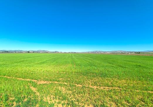 Land in Yecla