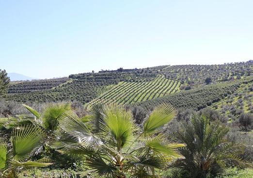 Country house in Alora