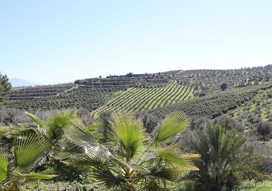 Country house in Alora