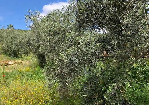 Country house in Alora