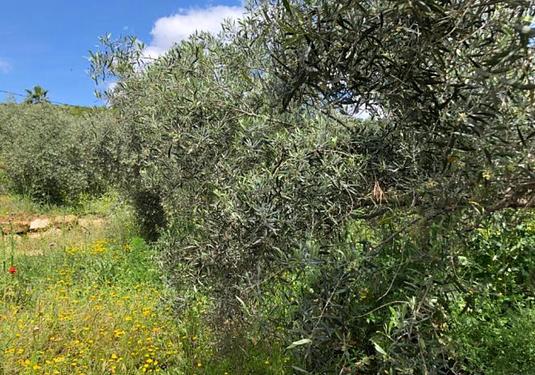 Country house in Alora
