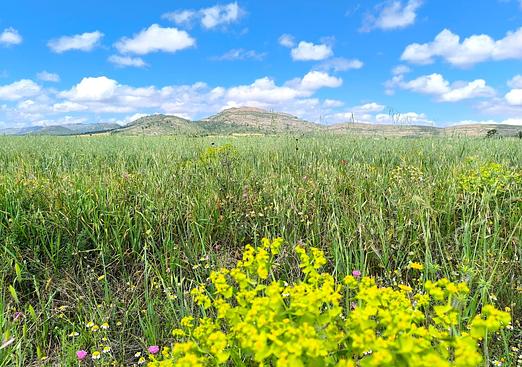 Land in Yecla