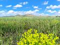 Land in Yecla
