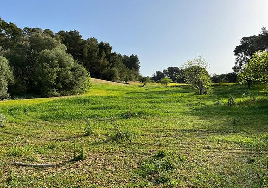Land in Palma de Mallorca