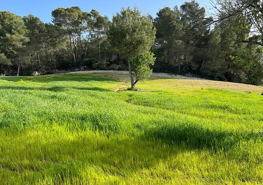 Land in Palma de Mallorca