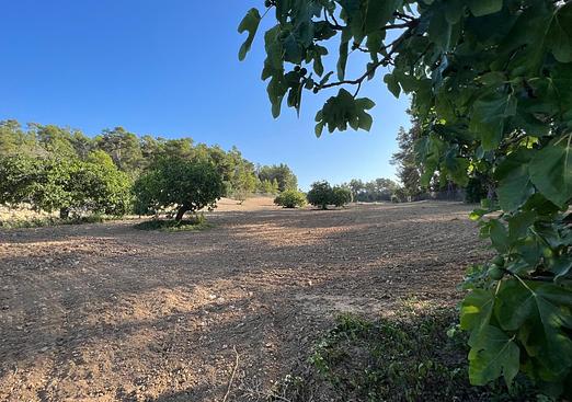 Land in Palma de Mallorca