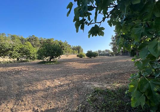 Land in Palma de Mallorca