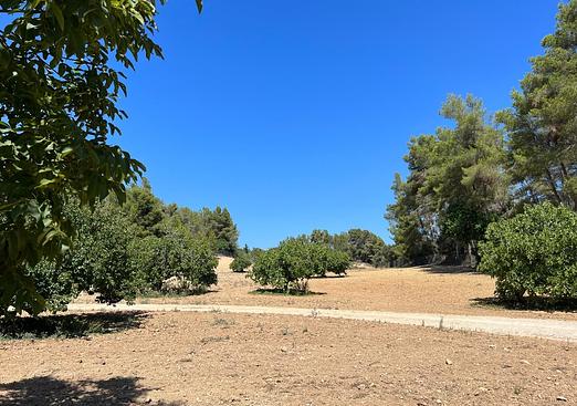Land in Palma de Mallorca