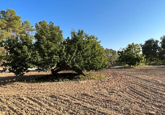 Land in Palma de Mallorca