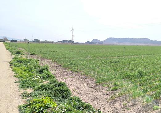 Land in Villena