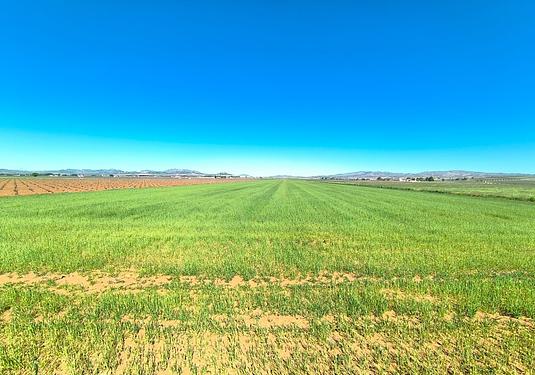 Land in Yecla