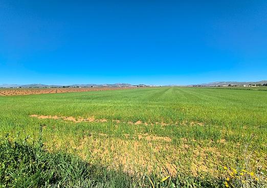 Land in Yecla