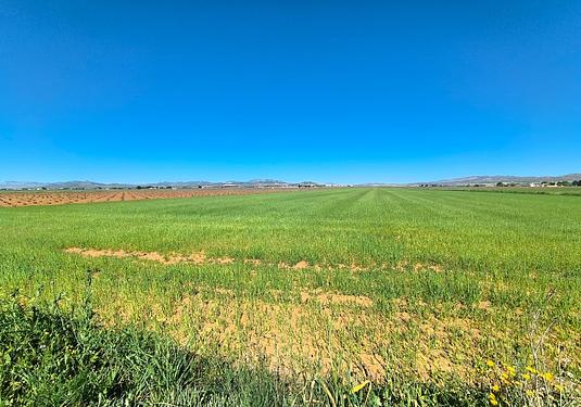 Land in Yecla