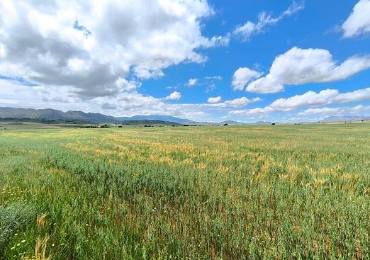 Land in Yecla