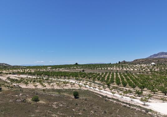 Land in Pinoso