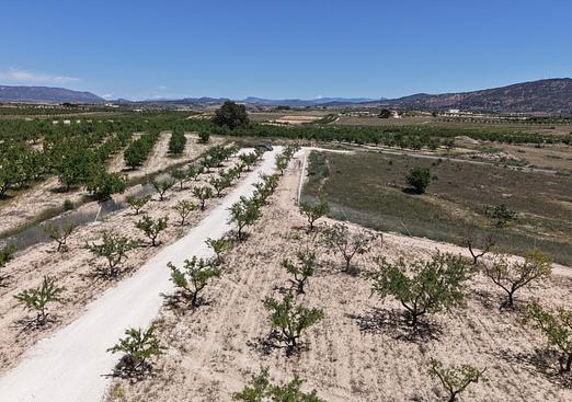 Land in Pinoso