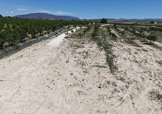 Land in Pinoso