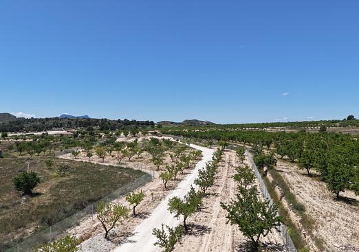 Land in Pinoso