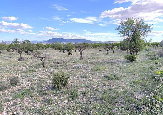 Land in Caudete