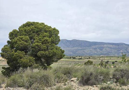 Land in Jumilla