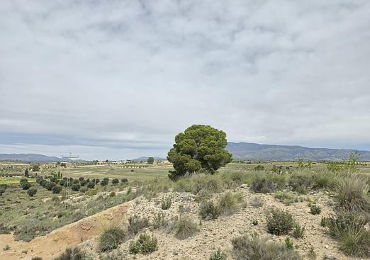 Land in Jumilla