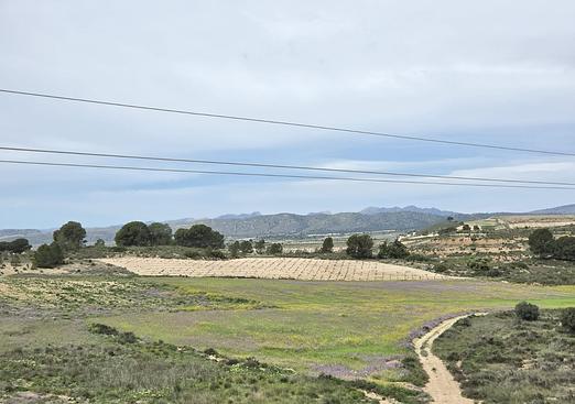 Land in Jumilla