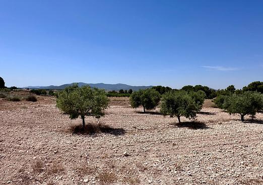 Land in Monóvar/Monóver
