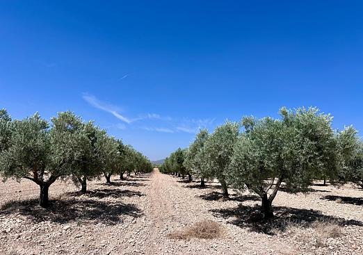 Land in Monóvar/Monóver