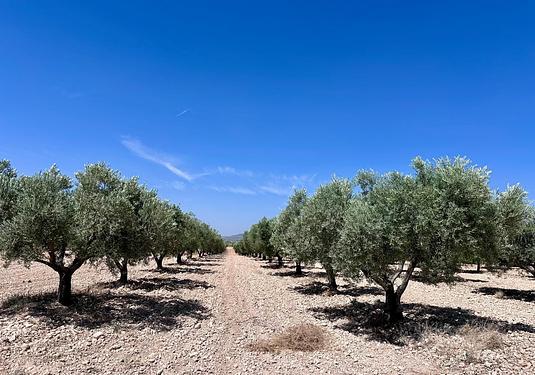 Land in Monóvar/Monóver