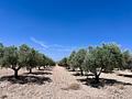 Land in Monóvar/Monóver