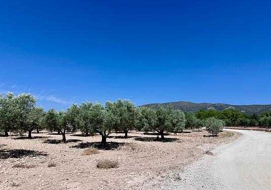 Land in Monóvar/Monóver