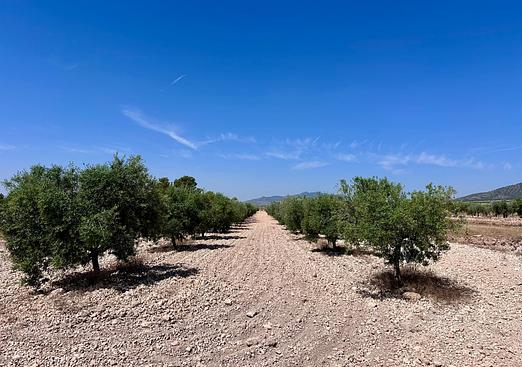 Land in Monóvar/Monóver