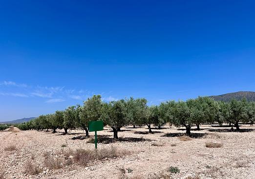Land in Monóvar/Monóver