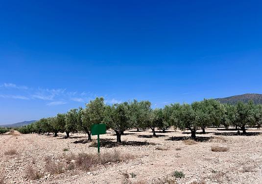 Land in Monóvar/Monóver